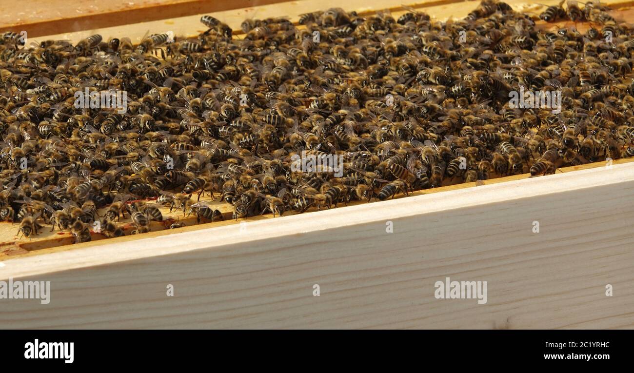 API delle persone di api mellifera carnica Foto Stock