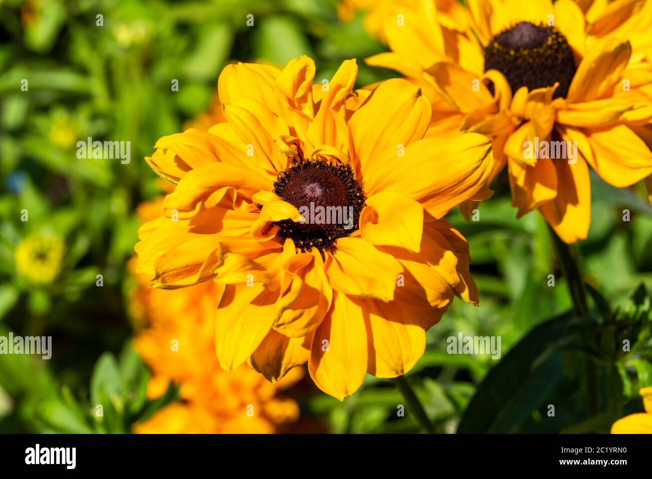 Rudbeckia hirta 'Goldilocks' una pianta di fiori d'autunno erbacei di colore giallo arancio perenne comunemente conosciuta come Black Eyed Susan o Coneflower stock ph Foto Stock