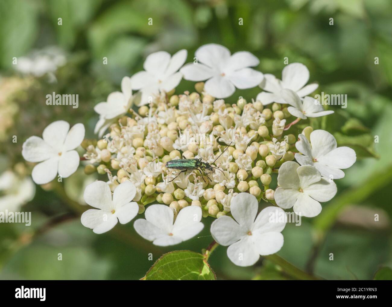 Verde iridescente gonfio-Tighed Flower Beetle [Femminile] / Oedemera nobilis su Guelder Rose / Viburnum Opulus fiore testa. Insetti UK. Foto Stock