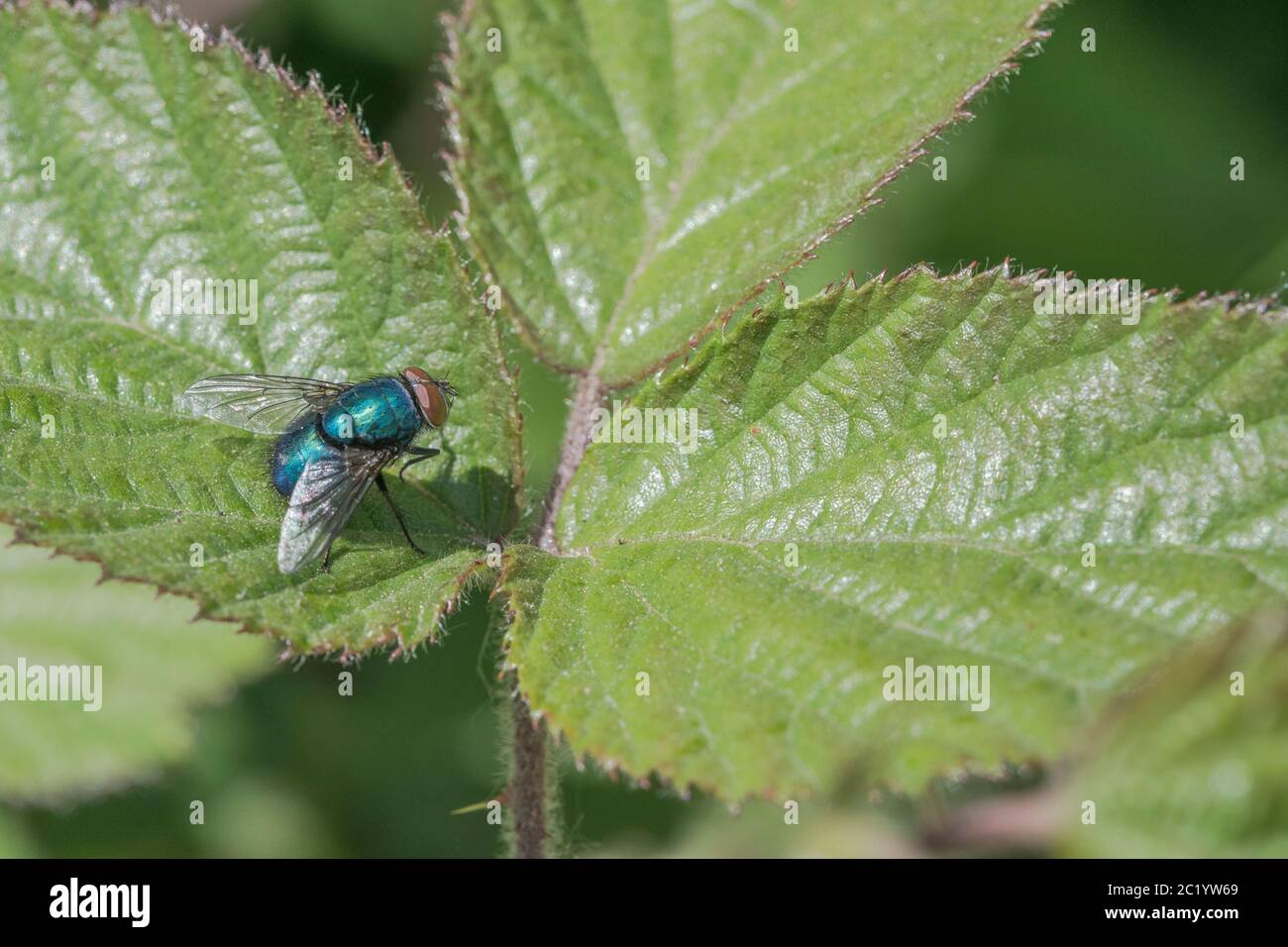 Macro shot maschio Common Greenbottle / Lucilia caesar su foglie di comune Bramble in estate sole. Vola in primo piano, volate in primo piano. Insetti UK. Foto Stock