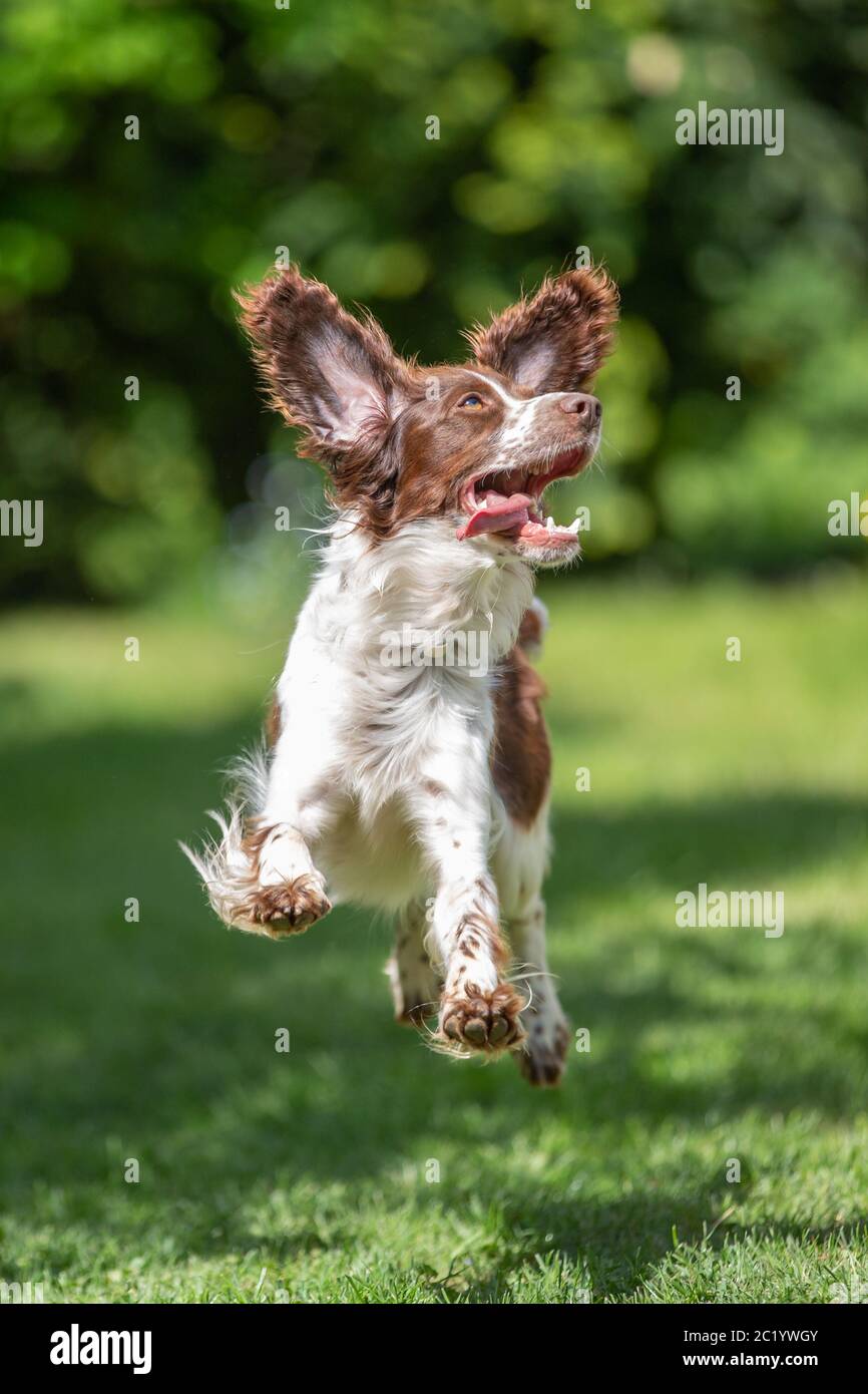 Giovani springer spaniel salti di gioia con battenti le orecchie Foto Stock