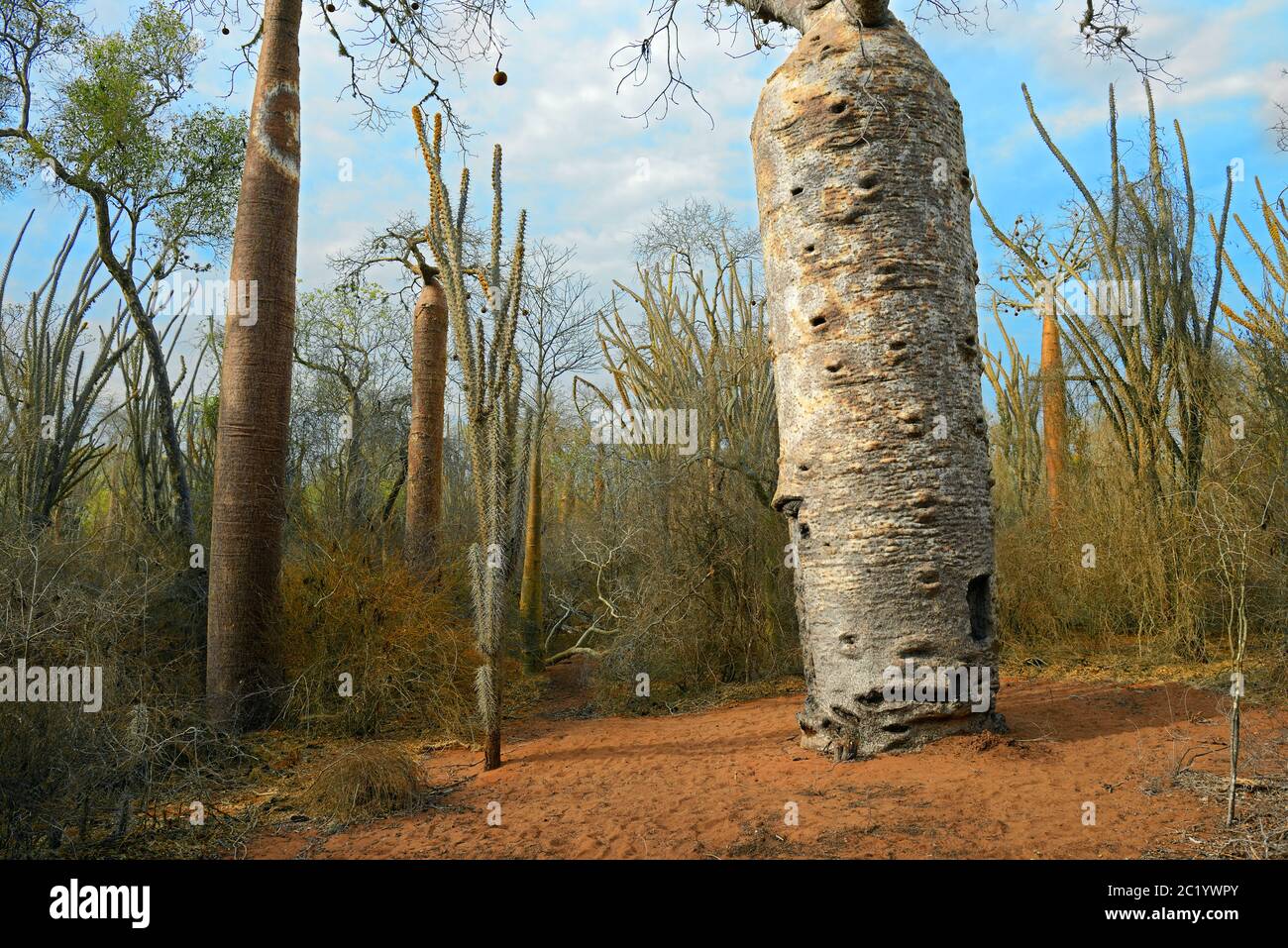 Madagascar foresta spinosa è un habitat unico per il Madagascar virtualmente con ogni componente di specie vegetali e animali endemiche dell'isola. Foto Stock