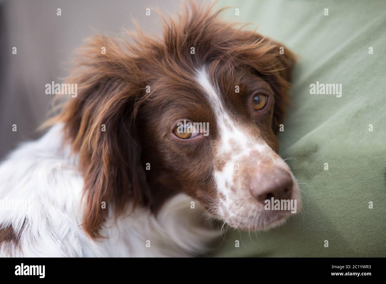 Giovane Springer Spaniel ritratto Foto Stock