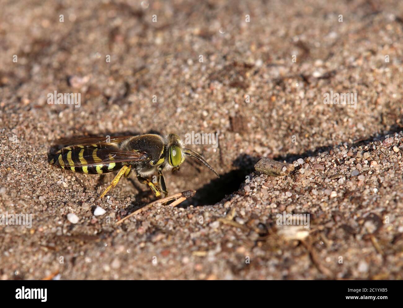 Macro Large Rotary wasp Bembix rostrata dal Sandhausener NSG Pflege SchÃ¶nau Foto Stock