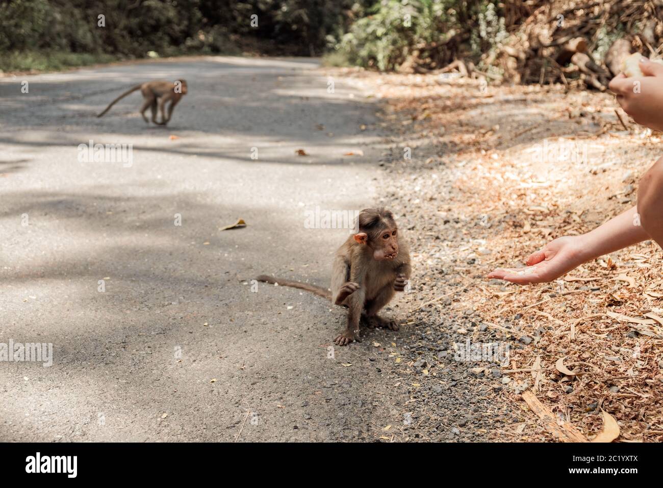 Signore che dà il cibo alla scimmia nella giungla sulla strada. India, Goa. Parte del corpo Foto Stock