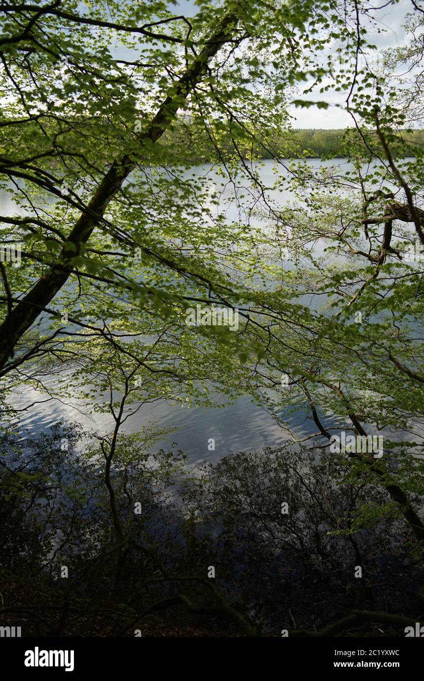 Alberi di ontano al lago Krueselinsee Foto Stock