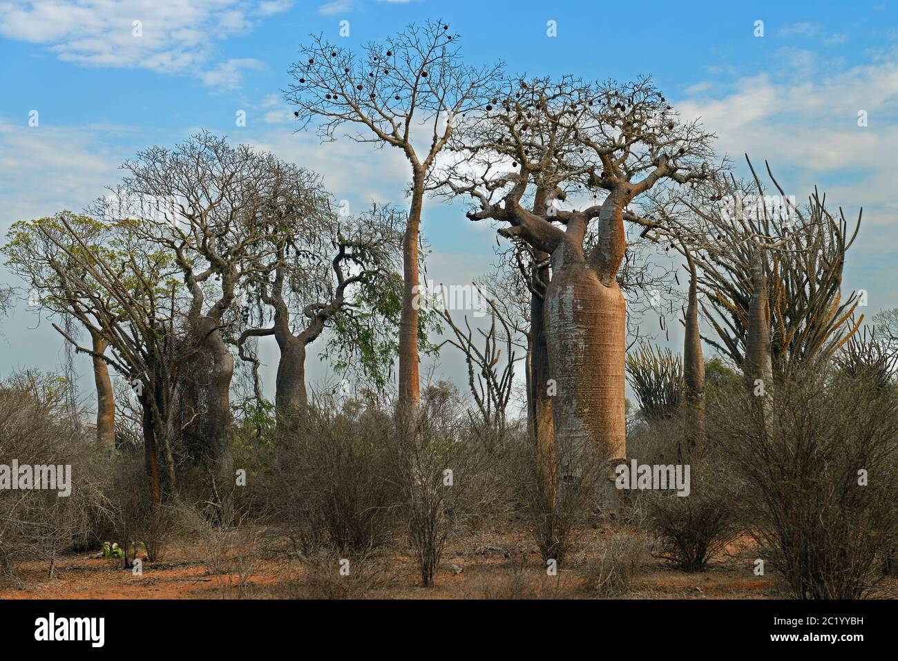 Madagascar foresta spinosa è un habitat unico per il Madagascar virtualmente con ogni componente di specie vegetali e animali endemiche dell'isola. Foto Stock
