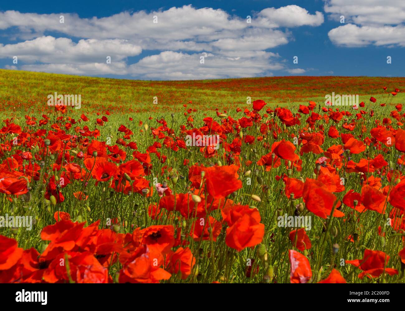 Mallnow, Germania. 14 Giugno 2020. I petali di papavero di mais (Papaver rhoeas) illuminano un rosso intenso in un campo sul bordo dell'Oderbruch nel distretto di Märkisch-Oderland. Credit: Patrick Pleul/dpa-Zentralbild/ZB/dpa/Alamy Live News Foto Stock