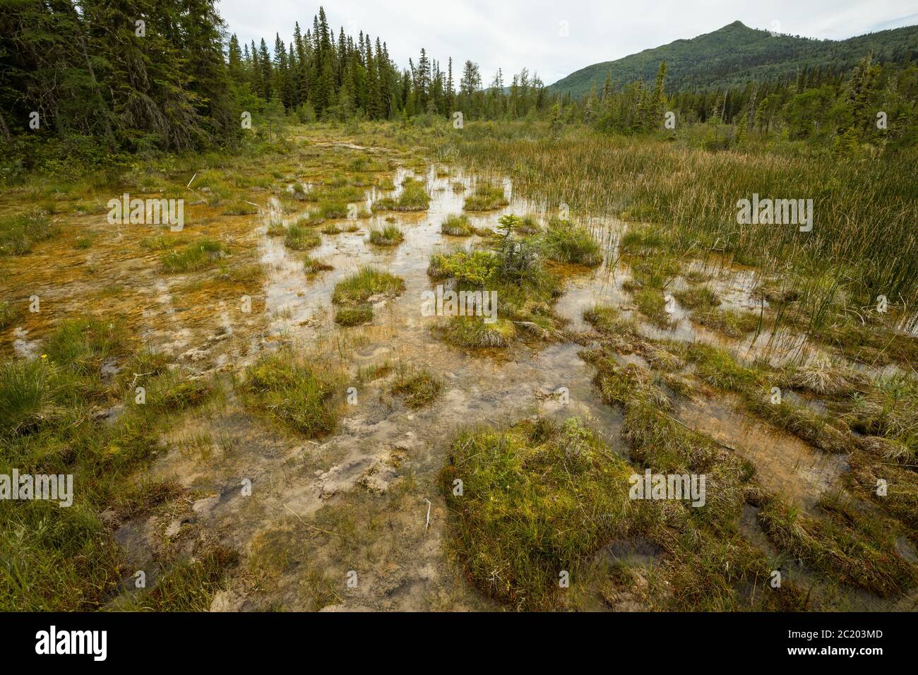 Le paludi delle sorgenti termali del fiume Liard in Canada Foto Stock