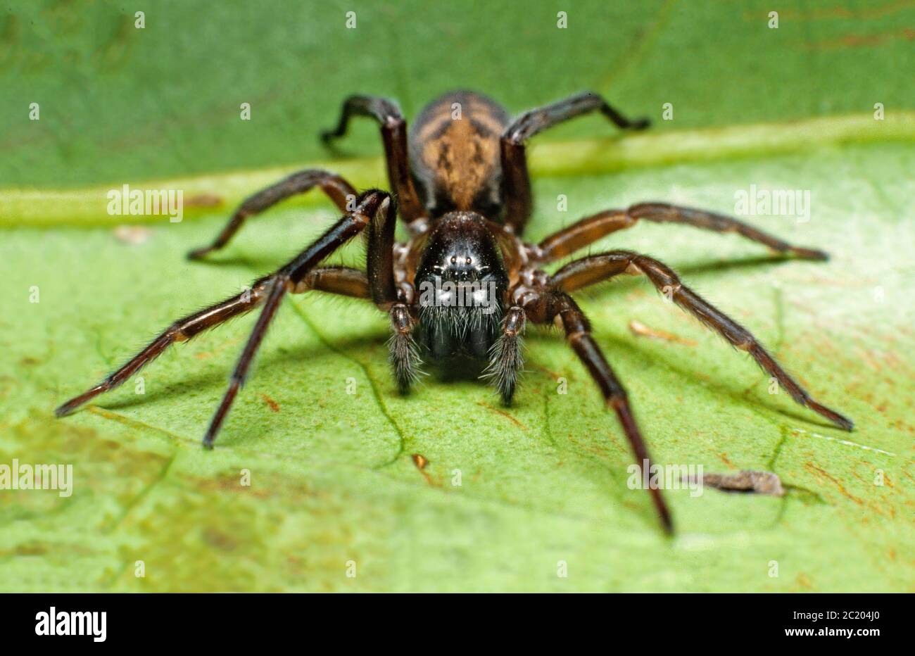 Wall Spider, Amaurobius similis, UK Foto Stock
