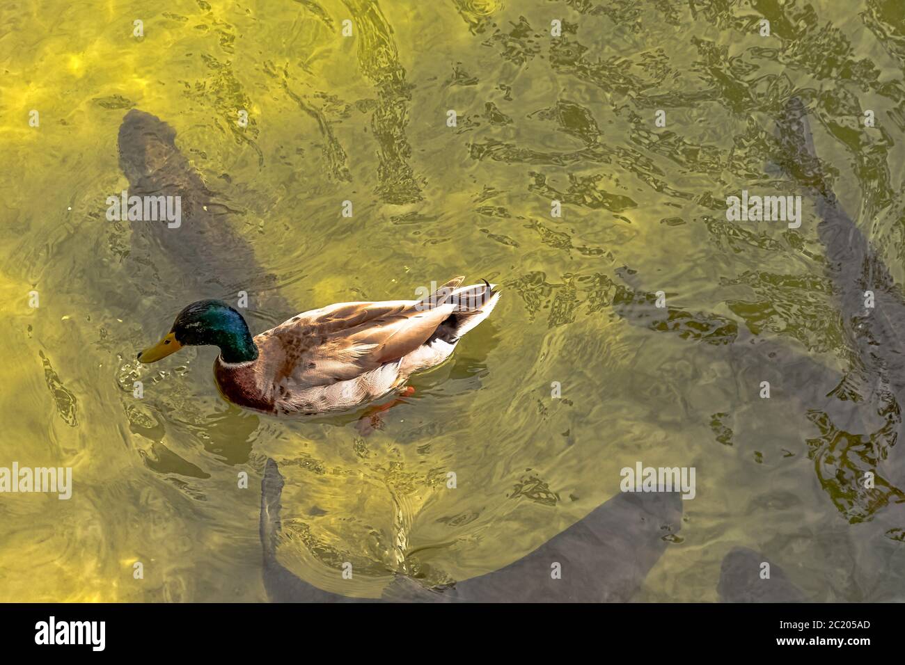 Vista aerea del fiume Marne con pesci nuoto e anatra mallard - Meaux, Francia Foto Stock