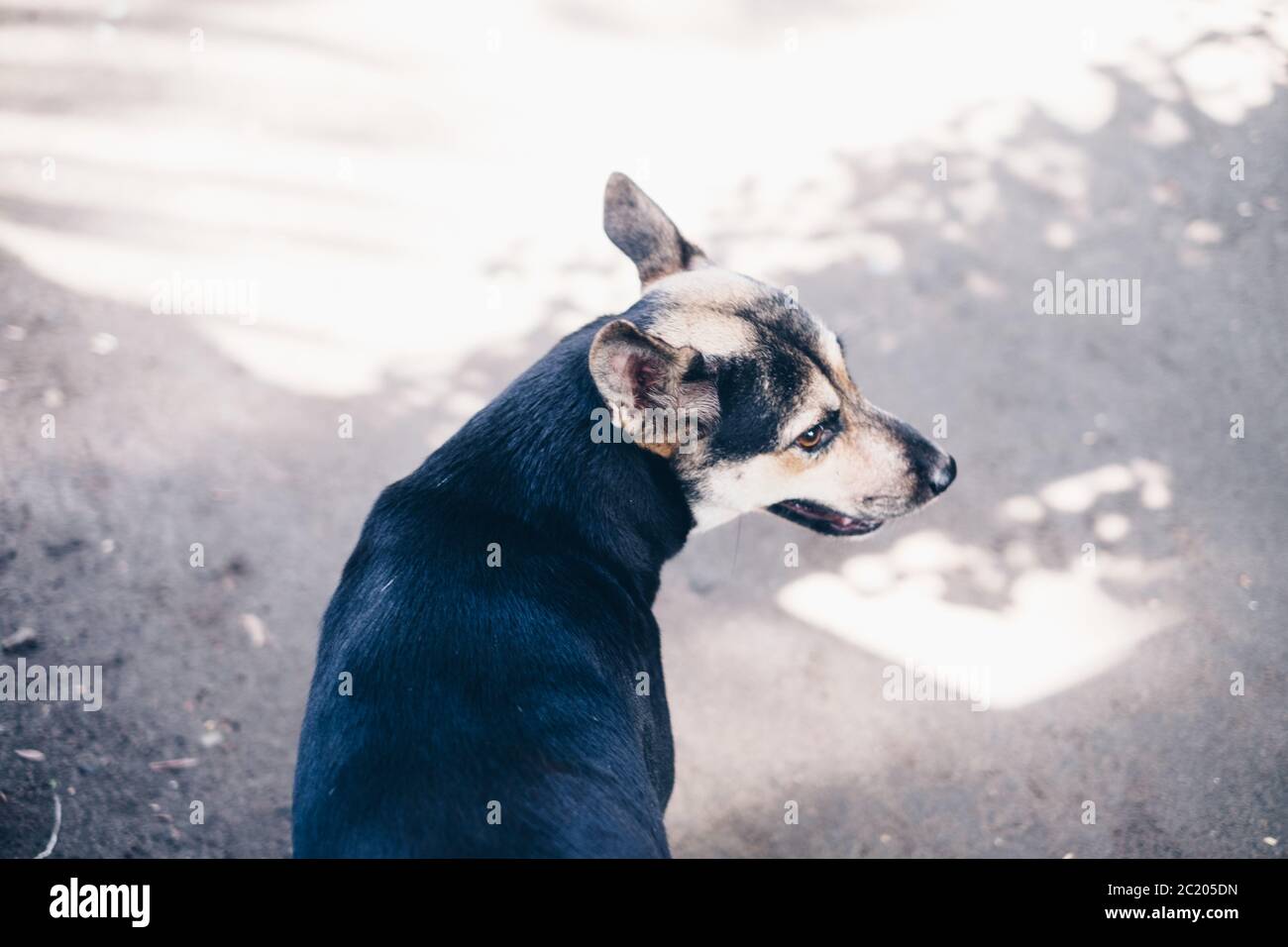 Vista ad alto angolo di un cane in colori nero e marrone. Messa a fuoco selettiva. Spazio di copia. Foto Stock