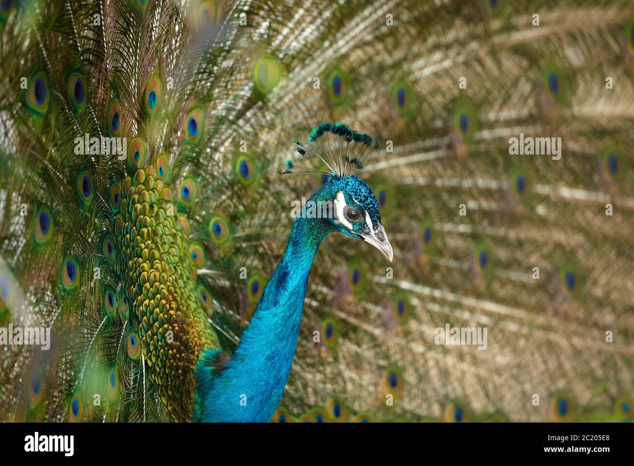 Pavone blu maschile adulto che mostra le sue piume colorate, primo piano ritratto. Foto Stock