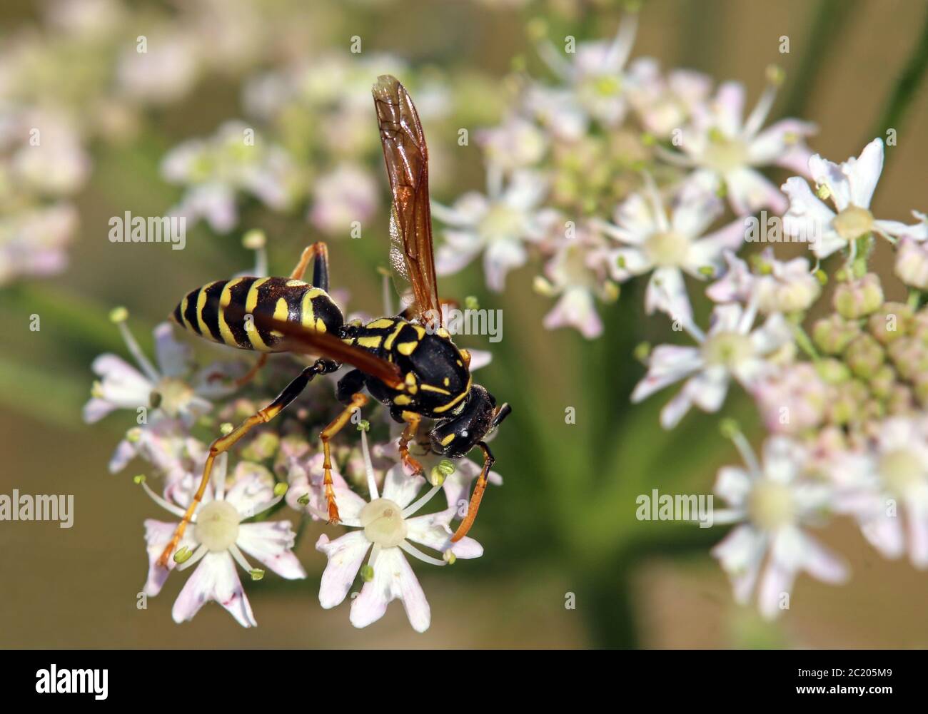 Francese o gallico campo wasp Polistes dominula Foto Stock