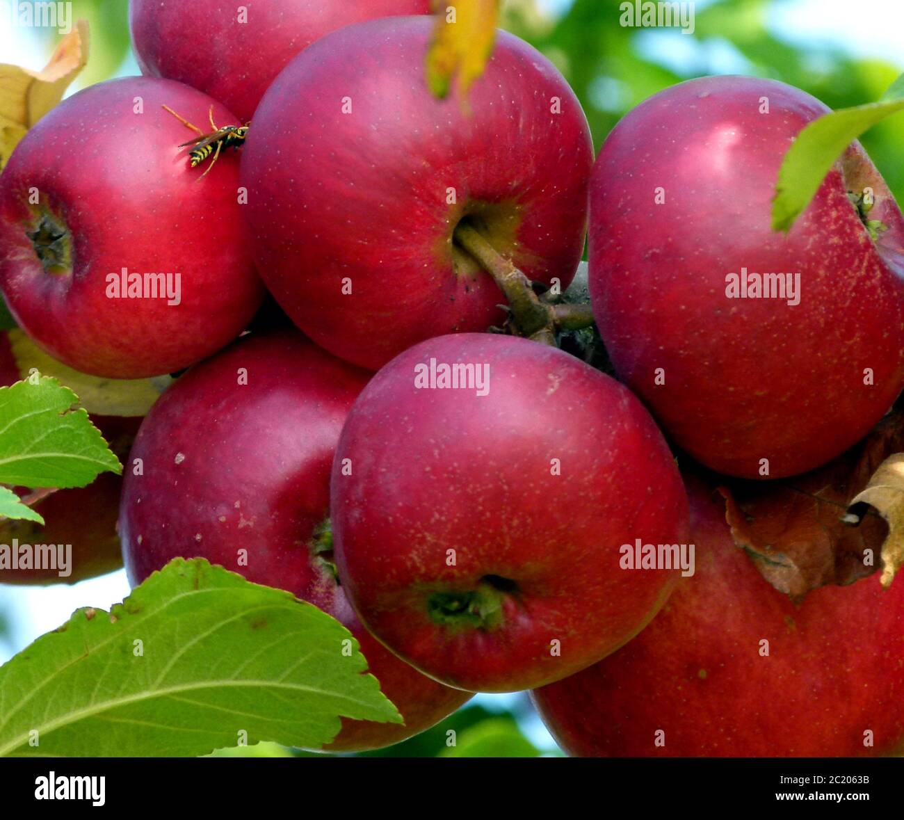 Rosso profondo mele quasi mature sull'albero con una vespa Foto Stock