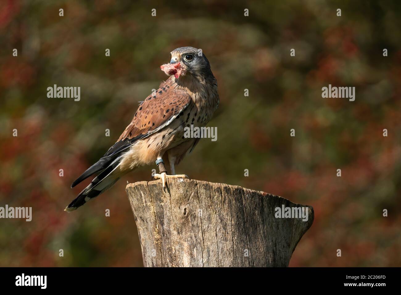 Kestrel essendo stato in volo ora arroccato mangiare è cattura stock foto Foto Stock