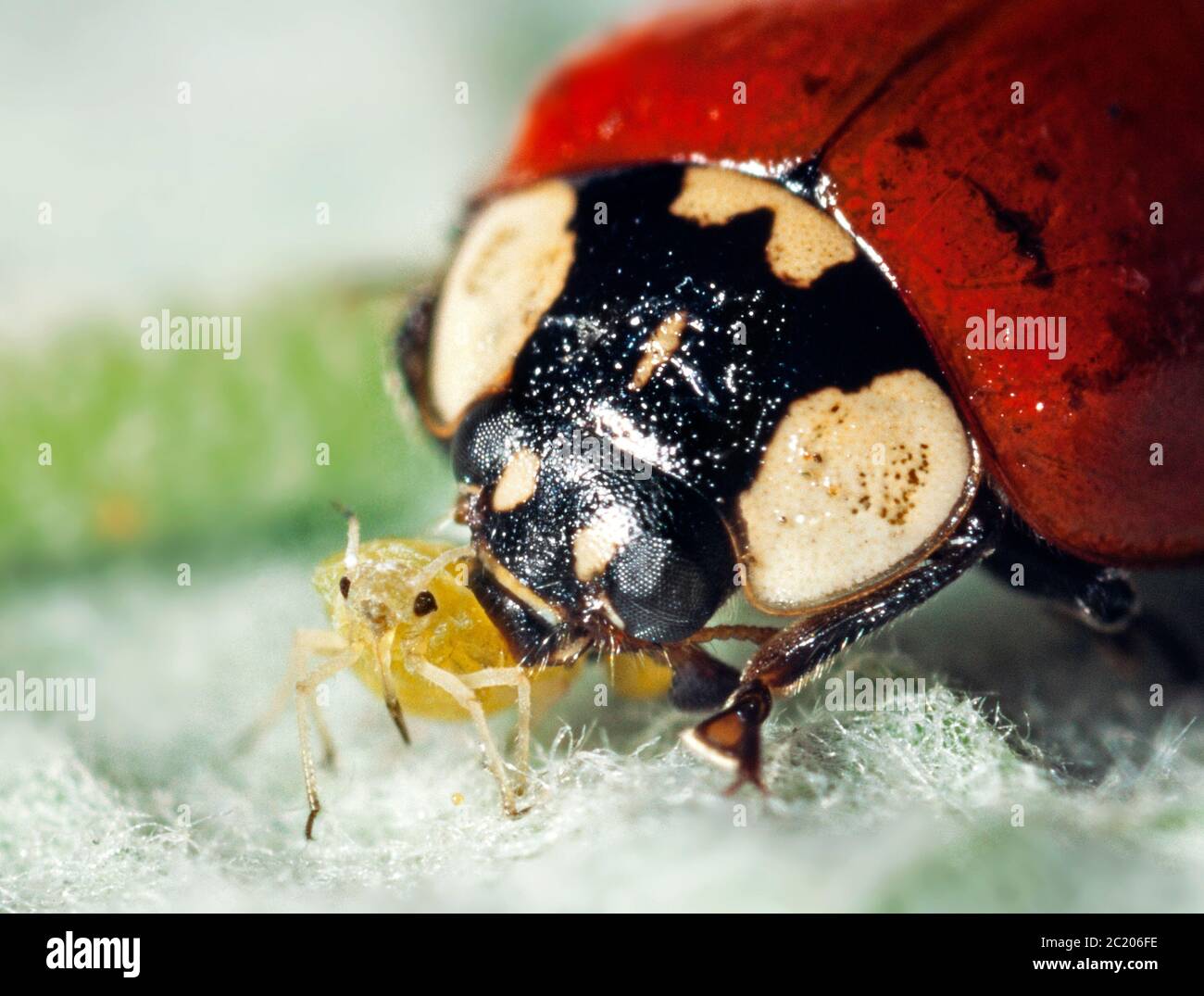 Ladybird che si allatta su afidi Foto Stock