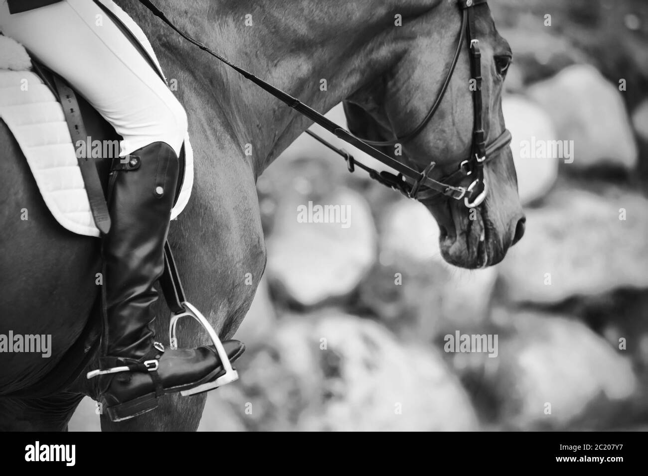 Immagine in bianco e nero di un cavallo in munizioni sportive con un pilota in stivali neri con speroni seduti in sella. Foto Stock