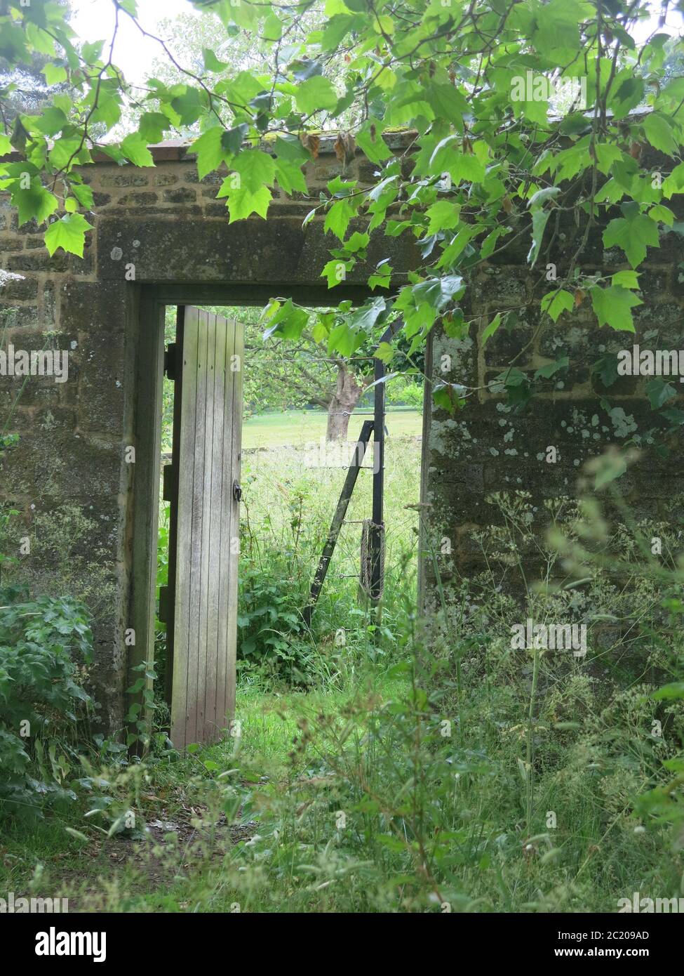 Una porta di legno è aperta in un vecchio muro di mattoni che dà uno sguardo da un giardino segreto selvaggio al parco oltre. Foto Stock