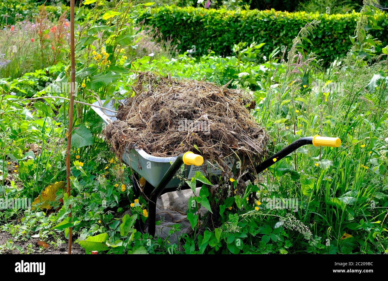 carriola piena di rifiuti da giardino, norfolk, inghilterra Foto Stock