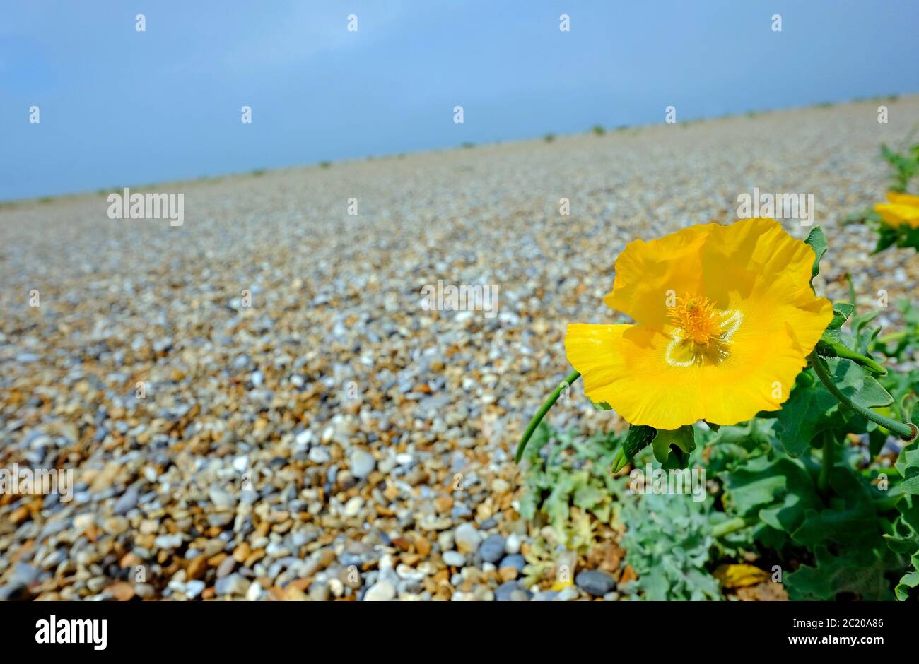 pianta di papavero cornata gialla sulla spiaggia di salthouse shingle, norfolk nord, inghilterra Foto Stock pianta di papavero cornata gialla sulla spiaggia di salthouse shingle, norfolk nord, inghilterra Foto Stock