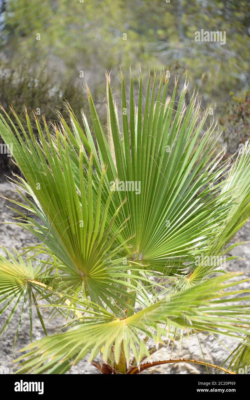 Foglie di palma, foresta primordiale, Costa Blanca, Spagna Foto Stock