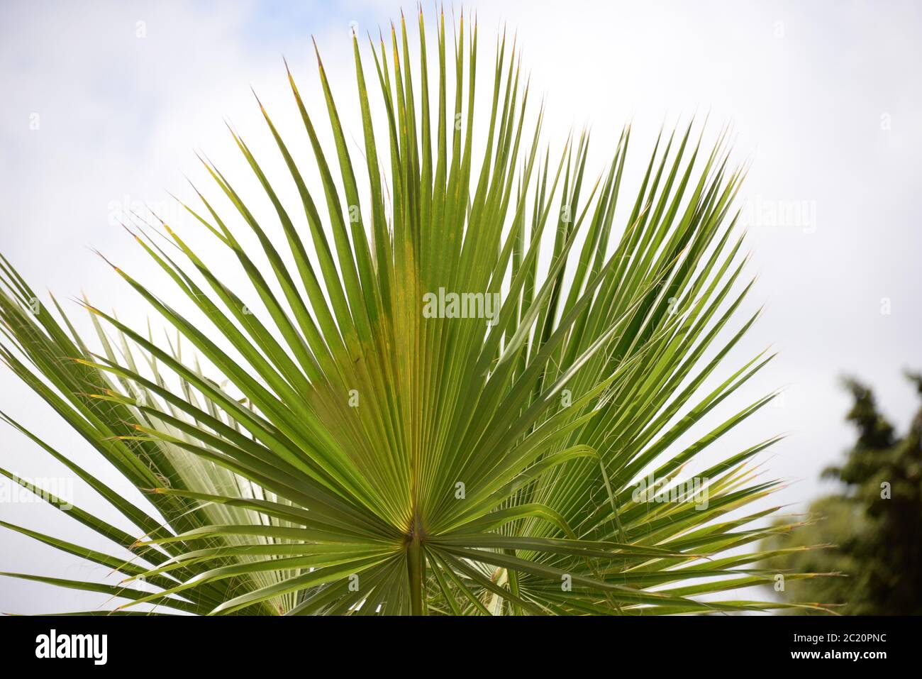 Foglie di palma, foresta primordiale, Costa Blanca, Spagna Foto Stock