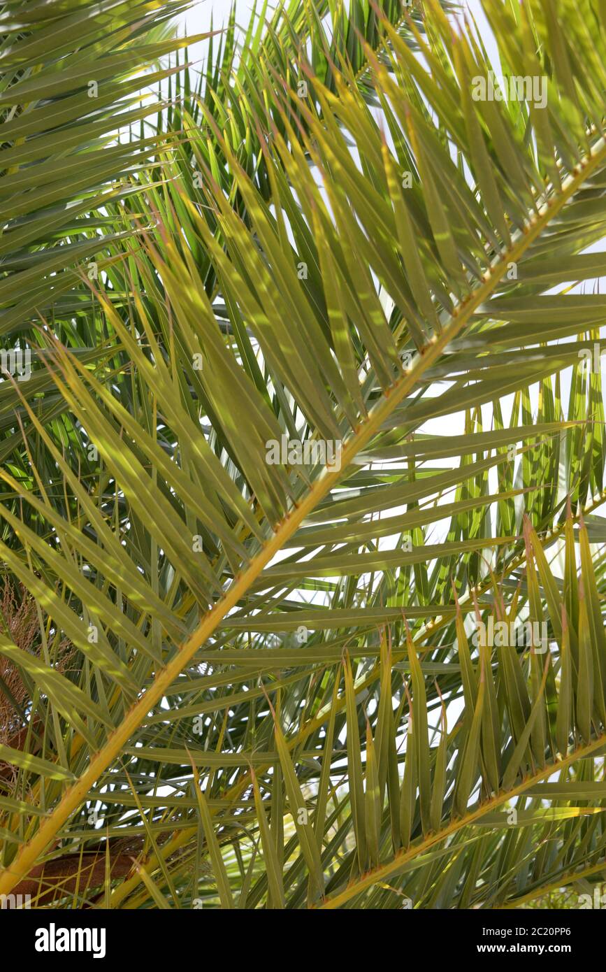 Foglie di palma, foresta primordiale, Costa Blanca, Spagna Foto Stock