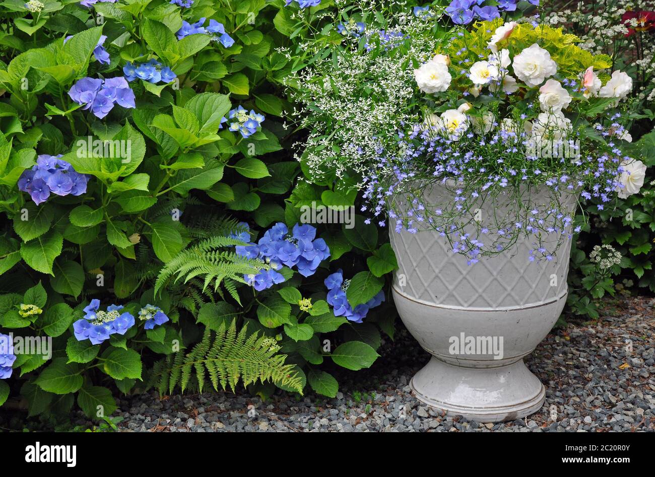 Piantatrice ornamentale decorativa in giardino idrangea Foto Stock