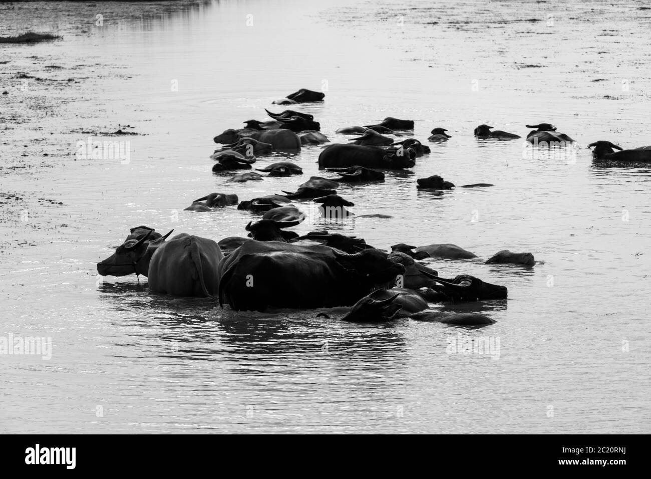 Un allevamento di bufali nel lago di Nong Han nelle condizioni secche della Thailandia rurale Foto Stock