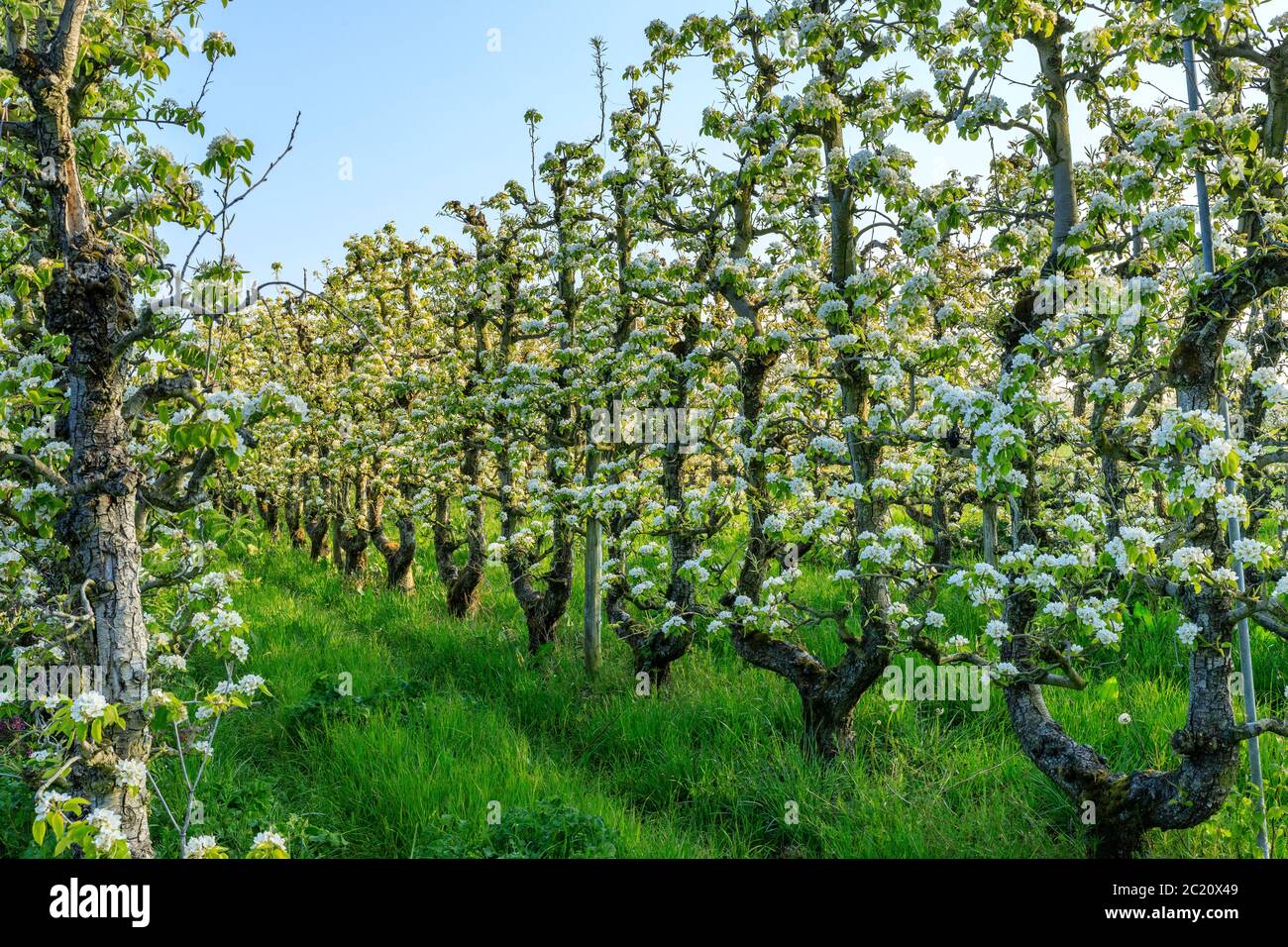 Francia, Loiret, Saint Pryve Saint Mesmin, vecchio frutteto di pere guidato in U in primavera // Francia, Loiret (45), Saint-Pryvé-Saint-Mesmin, verger de vieux poi Foto Stock
