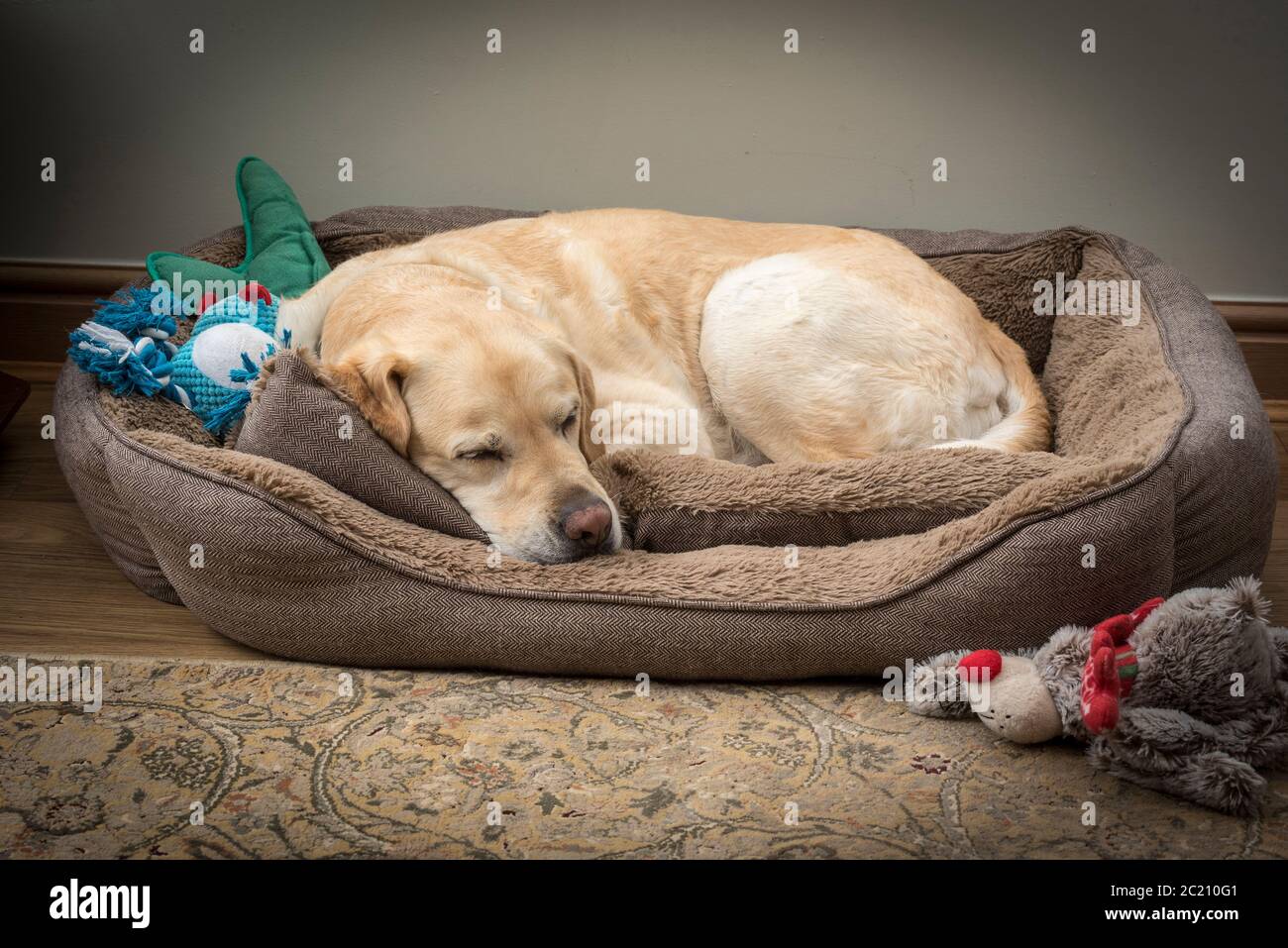 Il cane Golden labrador addormentato. Foto Stock