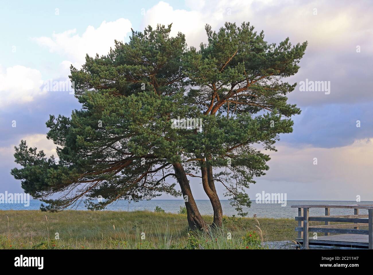 Mascella al Bodden alla nascita sulla Dess Foto Stock