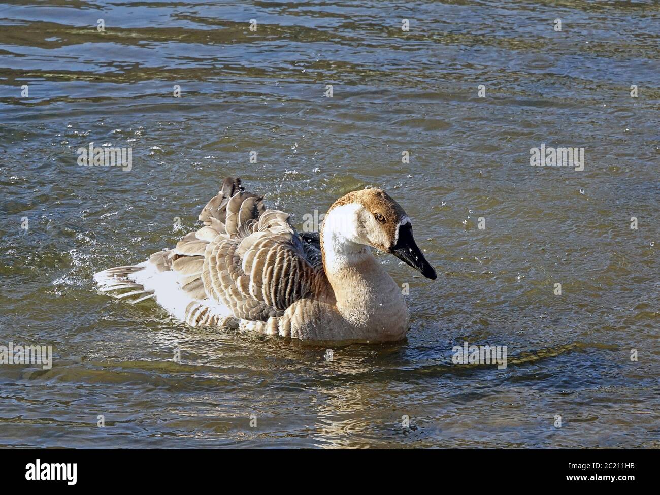 Swan Goose,Anser,cygnoides,'Anser cygnoides,' Heidelberg,Wasgar Bird,Neckar,GansBadende Swan gans Anser cygnoides sul Neckar Foto Stock