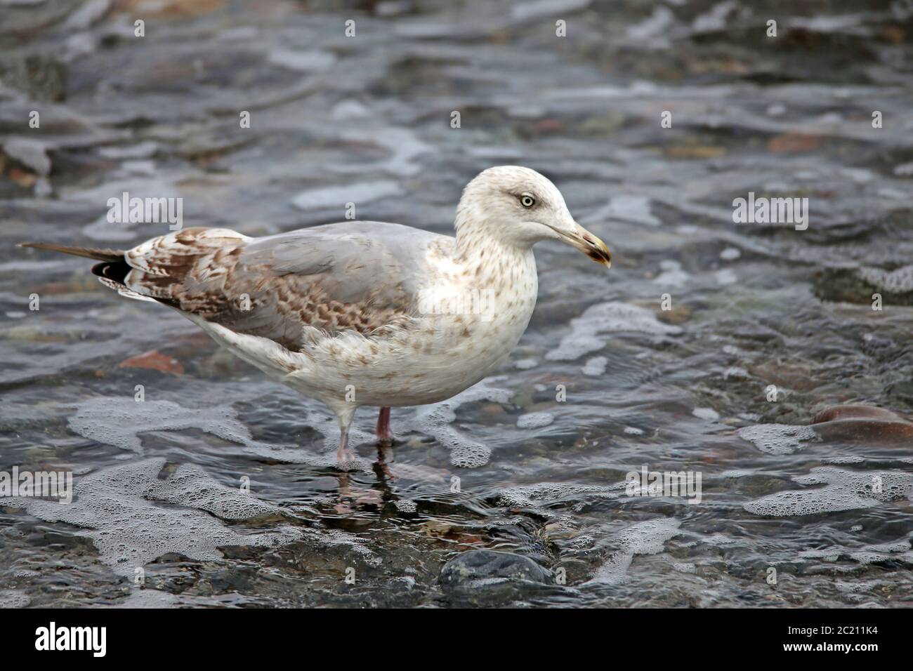 Iungbird del gabbiano d'argento Larus argentatus dal Mar Baltico vicino Ahrenshoop Foto Stock