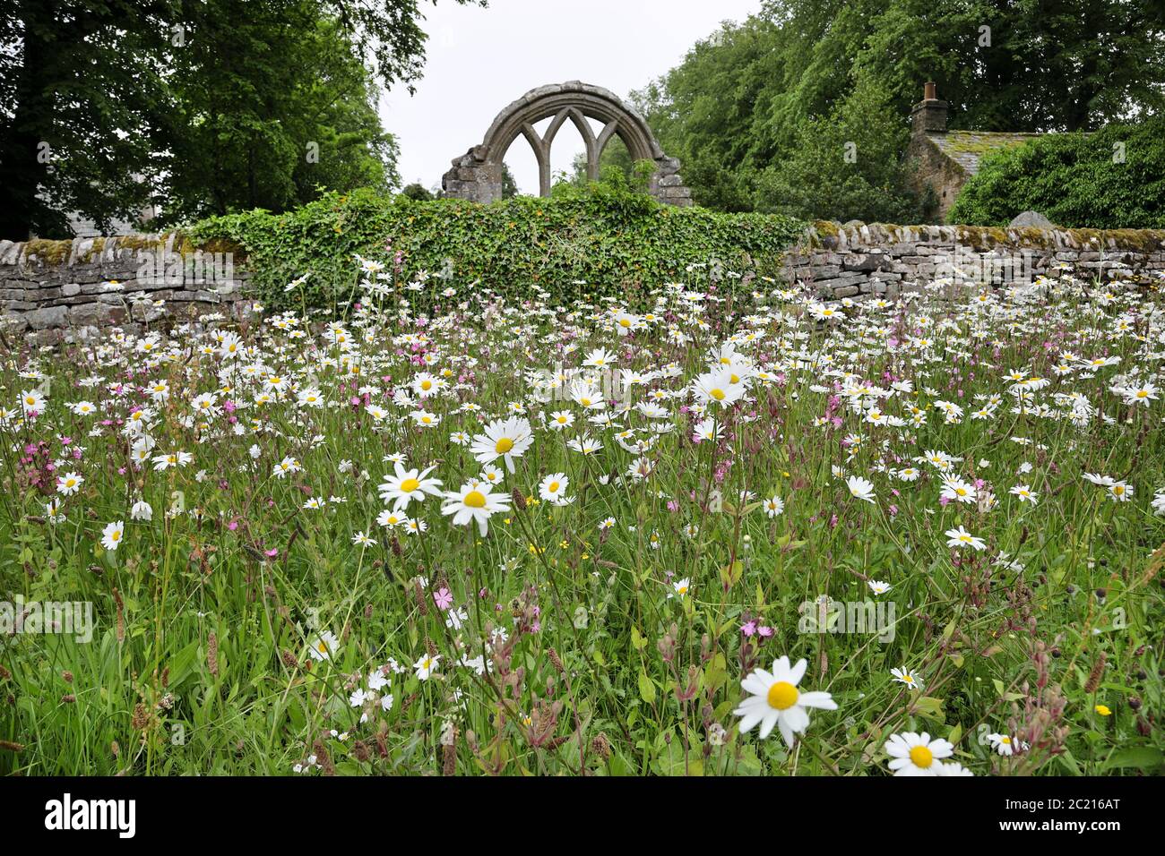 Ox-Eye Daisies nel Giardino dei Fiori selvatici di St Mary the Virgin Church, Middleton-in-Teesdale, County Durham, Regno Unito Foto Stock