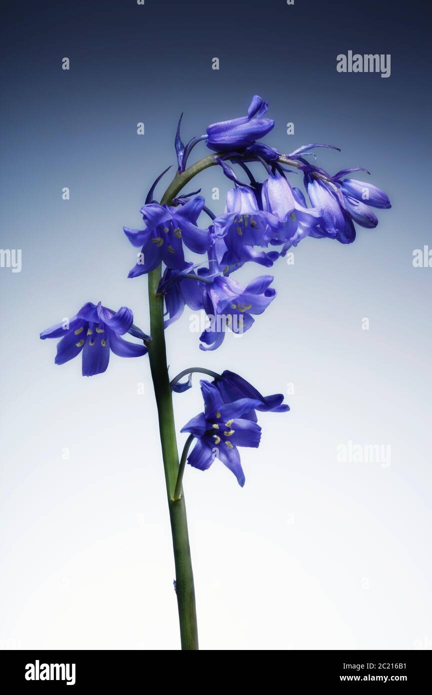 Un unico isolato bellissimo bluebell britannico, su uno sfondo graduato tinta Foto Stock