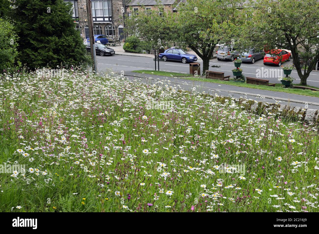 Ox-Eye Daisies nel Giardino dei Fiori selvatici di St Mary the Virgin Church, Middleton-in-Teesdale, County Durham, Regno Unito Foto Stock