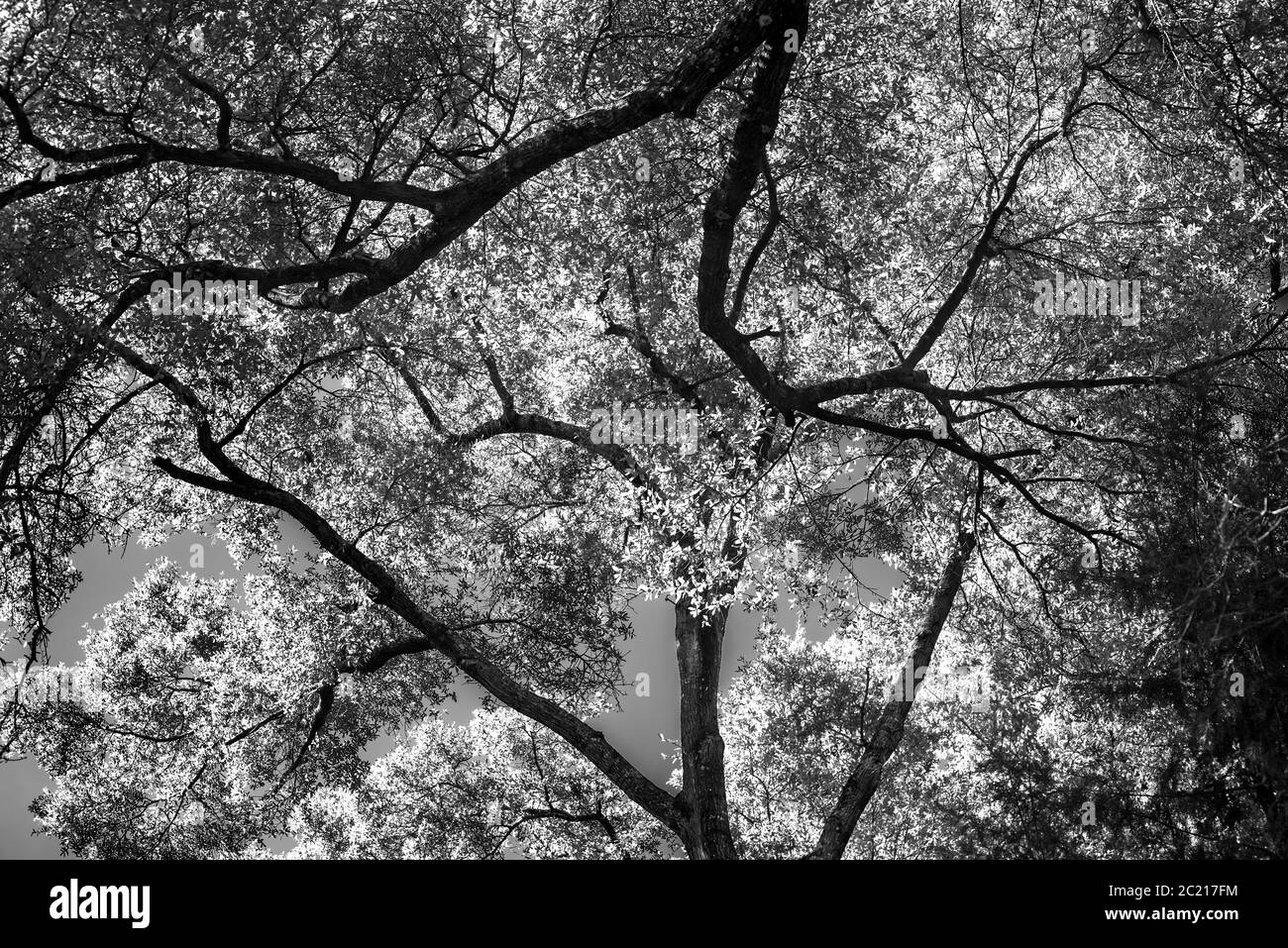 Guardando fino alla nuova tettoia degli alberi di Springtime nel centro della Florida settentrionale. Foto Stock