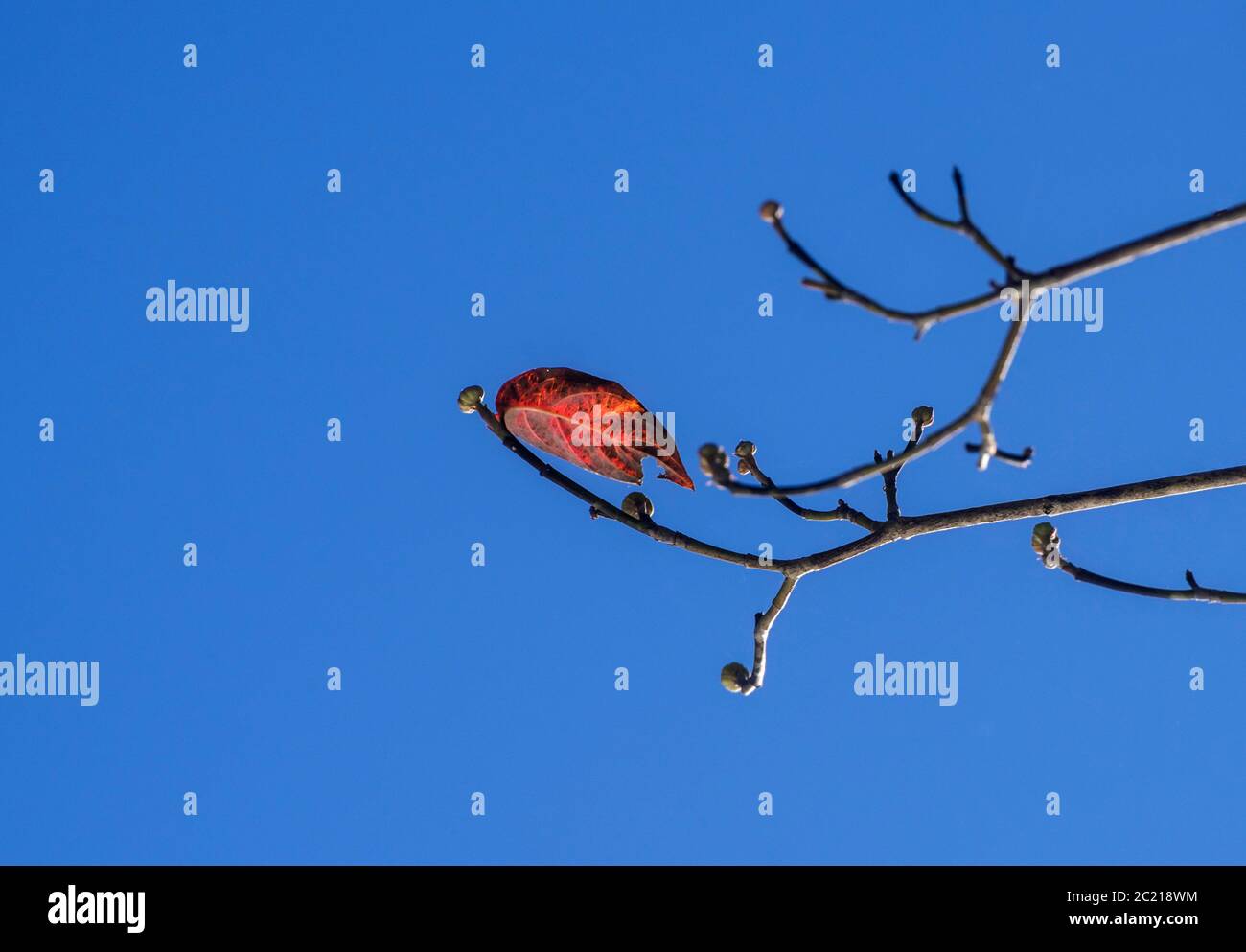 Ultimo residuo della stagione autunnale, una singola foglia colorata, pende su tra le future boccioli di fiori primaverili su un albero di Dogwood della Florida nel Nord Centrale Florida Foto Stock