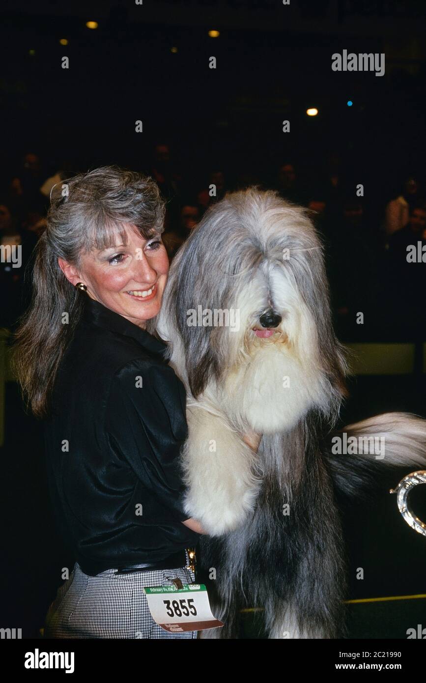 Il Crufts 1989 Best in Show vincitore. Potterdale Classic di Moonhill. Collie barbuto. Di proprietà di Brenda bianco. Earls Court. Londra. Inghilterra, Regno Unito Foto Stock
