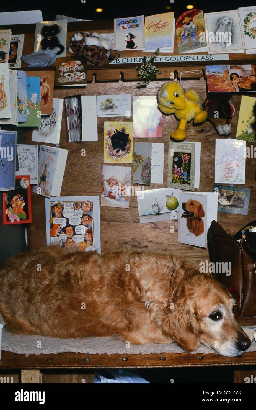 Il Crufts dog show. Earls Court. Londra. Circa 1989 Foto Stock