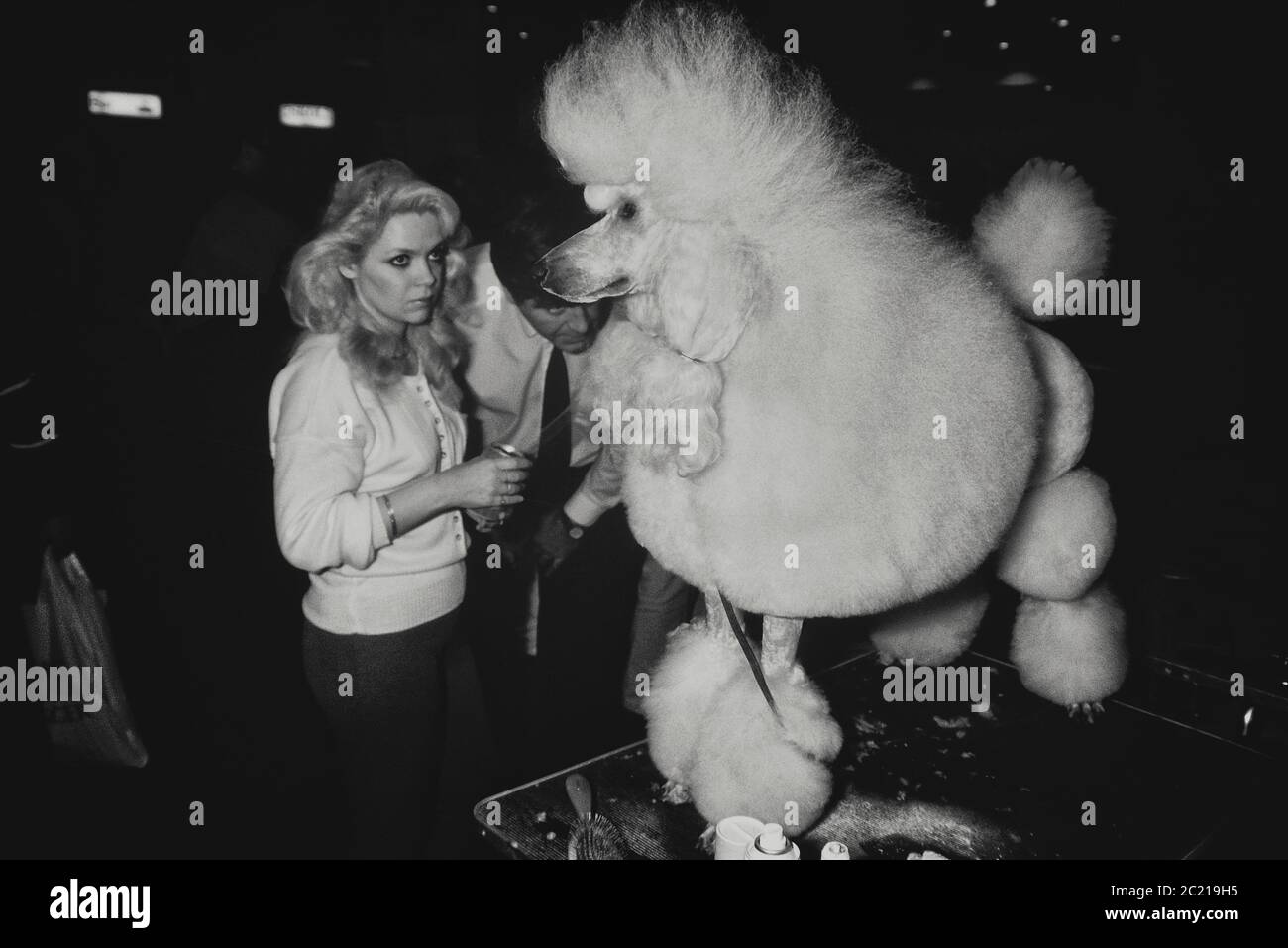Barboncino standard mostra canina. Il Crufts dog show. Earls Court. Londra. Circa 1989 Foto Stock