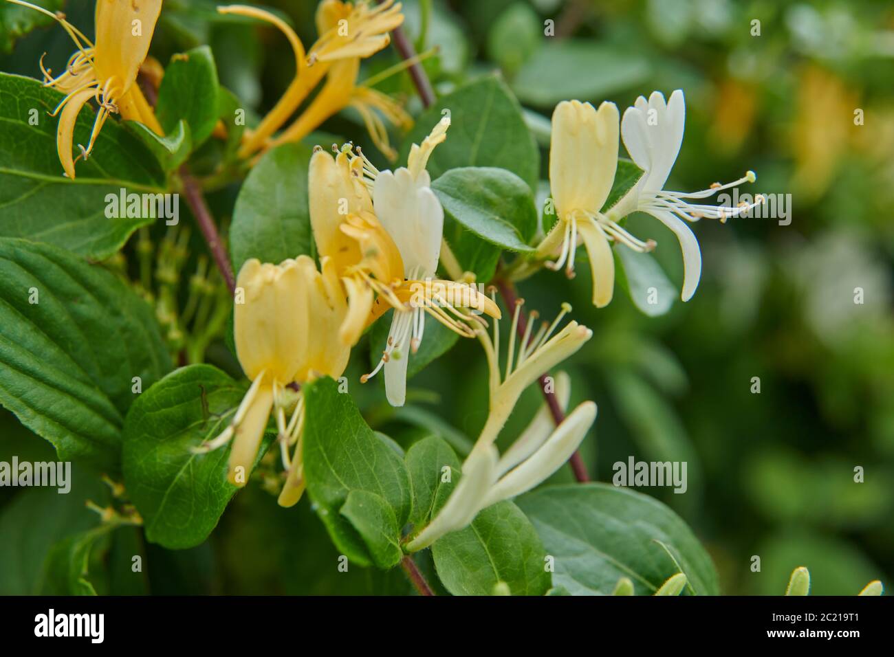 Fiori selvatici Honeysuckle (Lonicera periclymenum) che crescono in un giardino di campagna durante l'estate, East Yorkshire, Inghilterra, UK, GB. Foto Stock