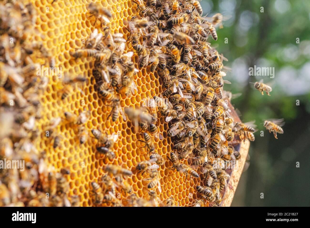 Le api operose sul nido in apiario Foto Stock