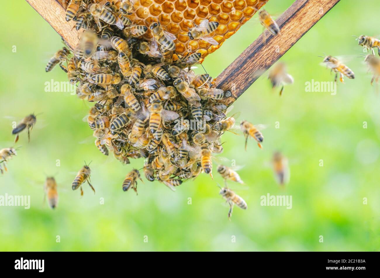 Le api operose sul nido in apiario Foto Stock