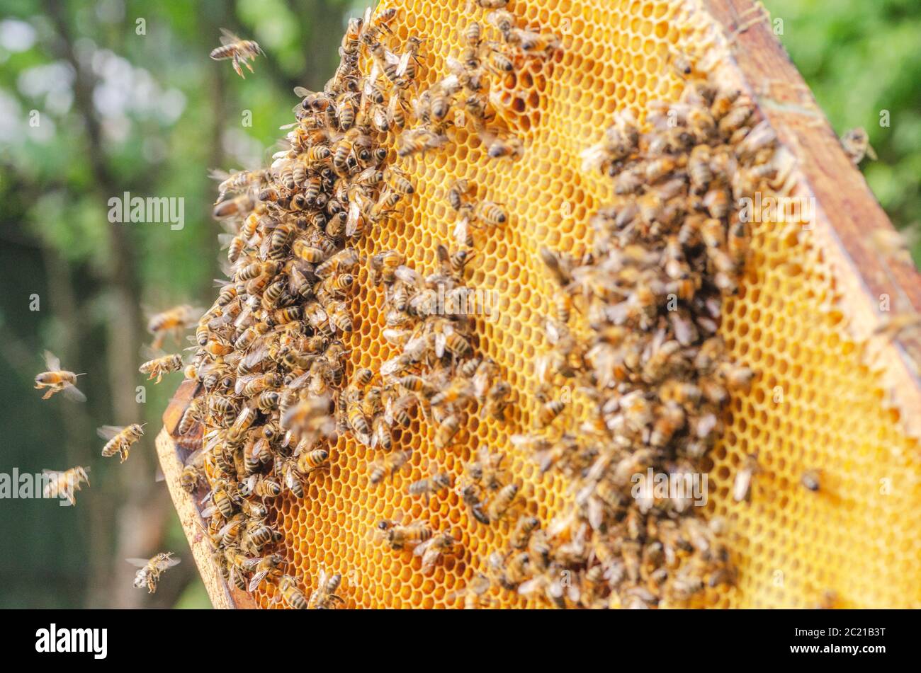 Le api operose sul nido in apiario Foto Stock