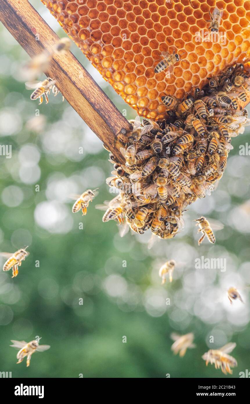 Le api operose sul nido in apiario Foto Stock