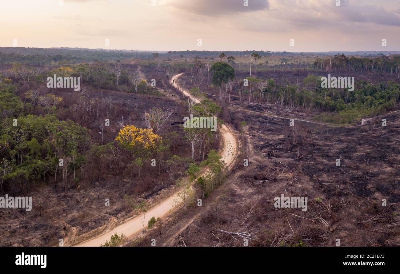 Drone vista aerea della deforestazione in fattoria con la combustione illegale di alberi di foresta per fare pascolo per il bestiame nella foresta pluviale amazzonica, Para, Brasile. Foto Stock