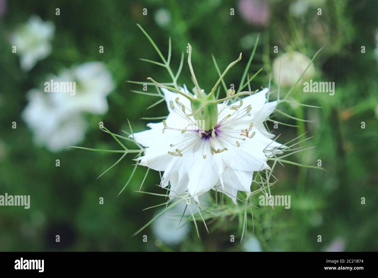 Bianco Nigella damascena Albion Pod nero 'amore-in-a-nebbia' fiori in fiore Foto Stock